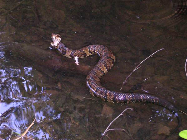 Eastern Cottonmouth | Agkistrodon piscivorus-piscivorus photo