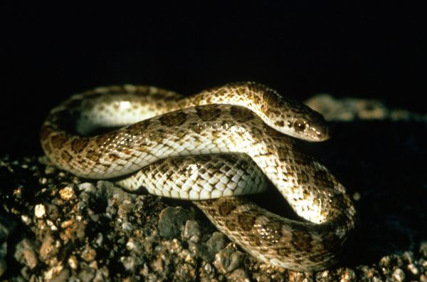 Glossy Snake | Arizona elegans photo