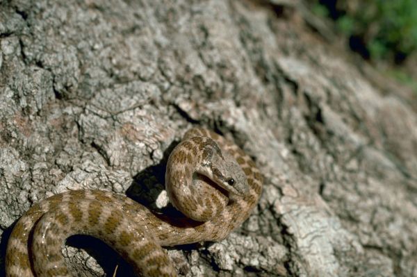 Night Snake | Hypsiglena torquata photo