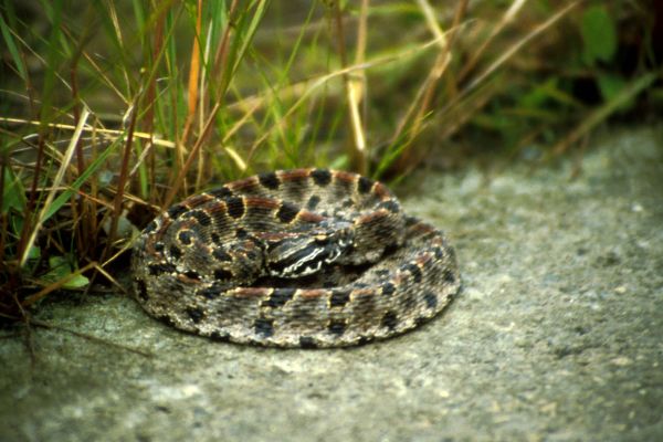 Carolina Pigmy Rattlesnake | Sistrurus miliarius-miliarius photo