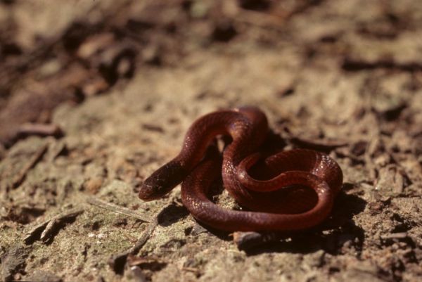 Pine Woods Snake | Rhadinaea flavilata photo