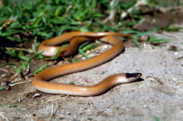 Plains Blackhead Snake | Tantilla nigriceps photo