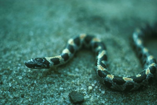 Short-tailed Snake | Stilosoma extenuatum photo