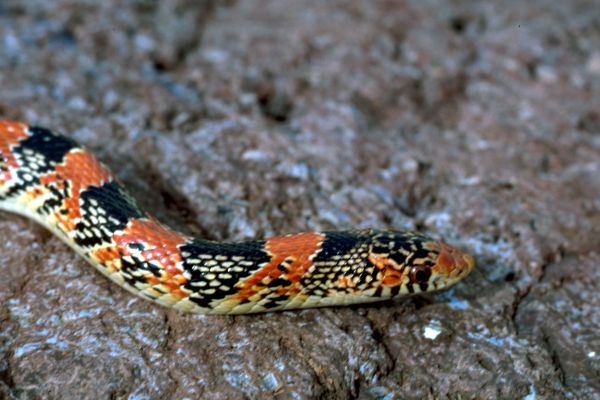 Long-Nosed Snake | Rhinocheilus lecontei photo