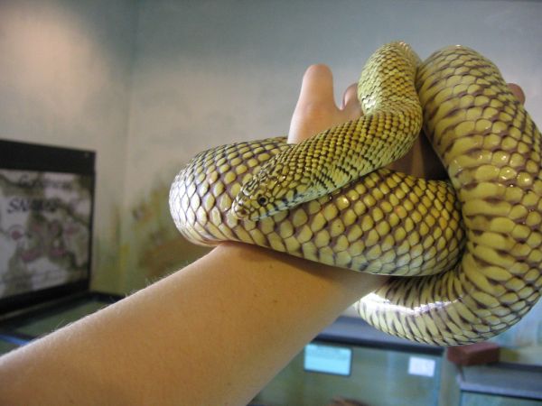 Florida Kingsnake | Lampropeltis getula-floridana photo