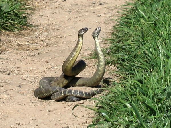 Northern Pacific Rattlenake | Crotalus oreganus-oreganus photo