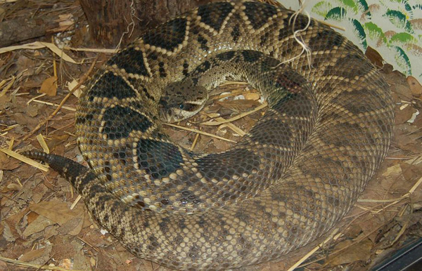 Eastern Diamondback Rattlesnake | Crotalus adamanteus photo