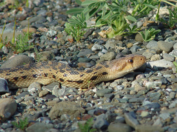 Great Basin Gopher Snake | Pituophis catenifer-deserticola photo