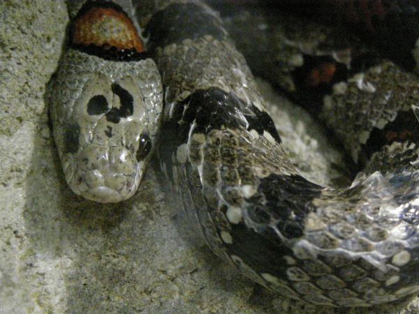 Mexican Kingsnake | Lampropeltis mexicana-mexicana photo