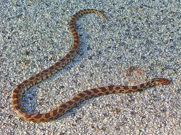 Western Fox Snake | Elaphe vulpina photo