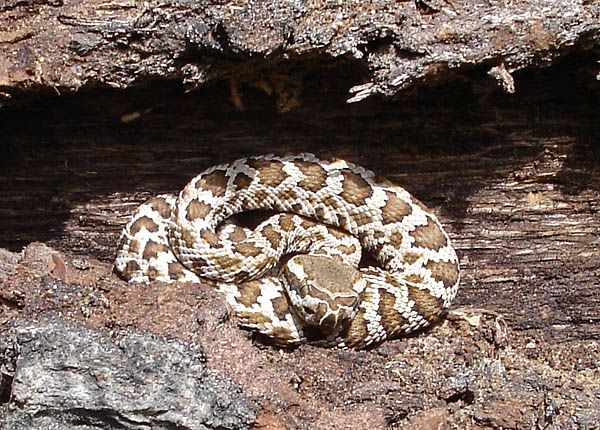 Southern Pacific Rattlesnake | Crotalus oreganus-helleri photo