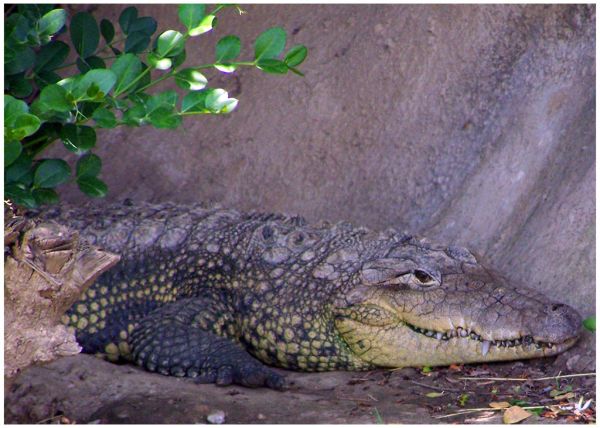 Morelet's Crocodile | Crocodylus moreletii photo