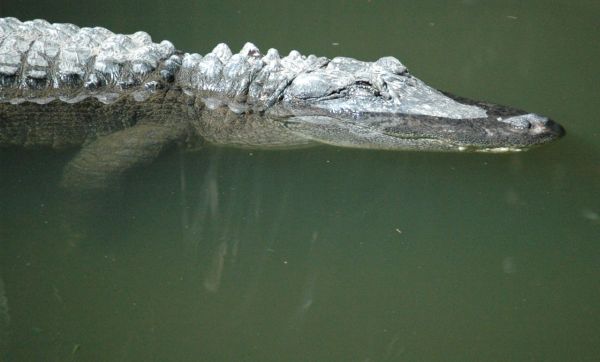 American Alligator | Alligator mississipiensis photo