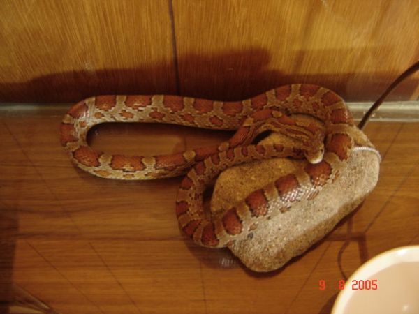 Corn Snake | Elaphe guttata photo