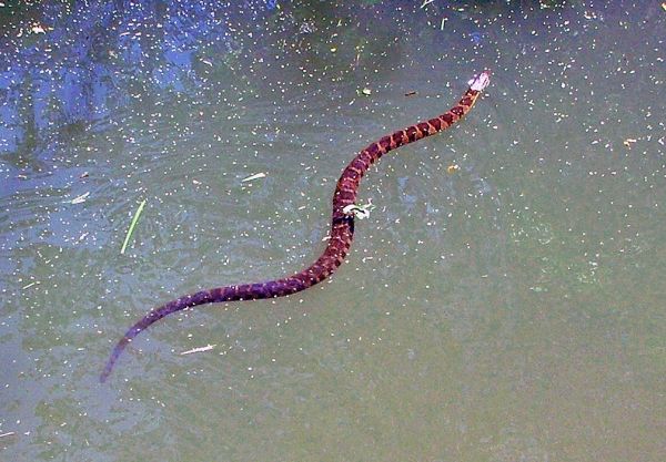 Northern Water Snake | Nerodia sipedon photo