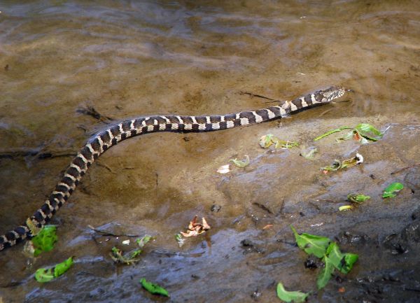 Northern Water Snake | Nerodia sipedon photo