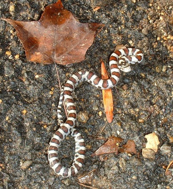 Milk Snake | Lampropeltis triangulum-triangulum photo