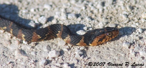Florida Banded Water Snake | Nerodia fasciata-pictiventris photo