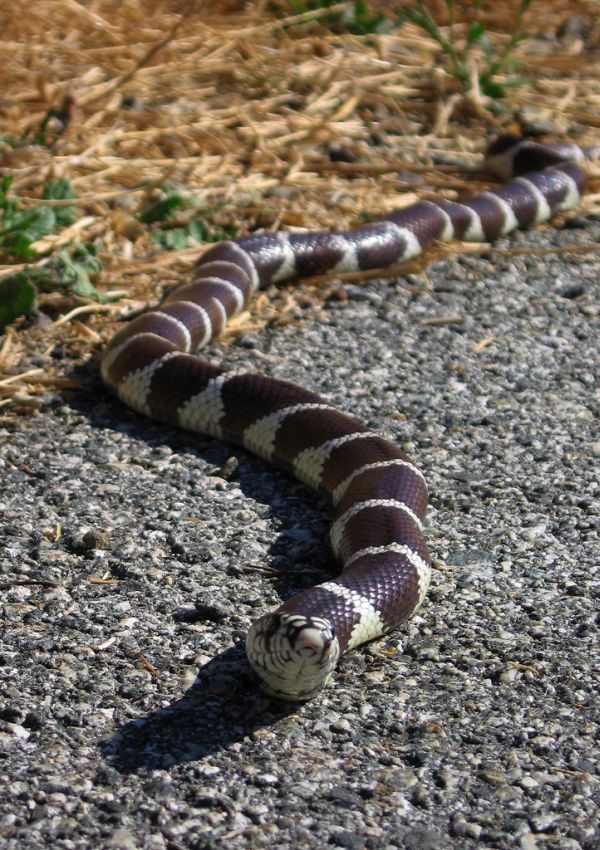 California Kingsnake | Lampropeltis getula-californiae photo