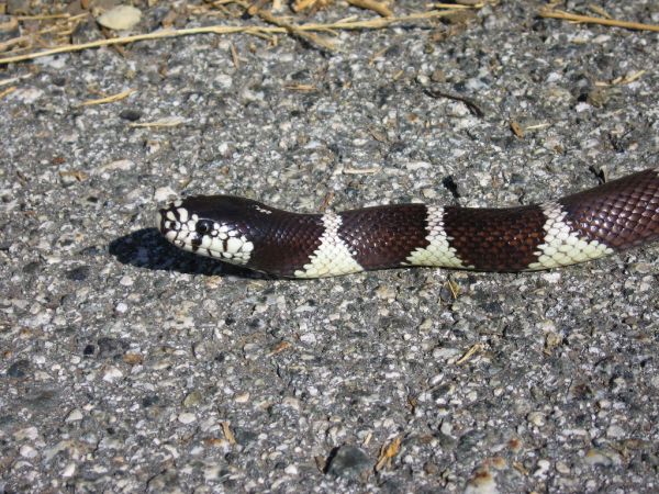 California Kingsnake | Lampropeltis getula-californiae photo