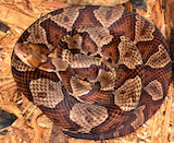 Northern Copperhead