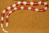 Nelson's Milk Snake