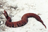 Florida Cottonmouth