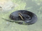 Western Cottonmouth