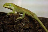 Green Anole