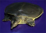 Spiny Softshell Turtle