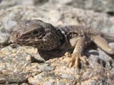 Mojave Black Collared Lizard