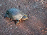 Blanding's Turtle