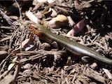 Broad-headed Skink