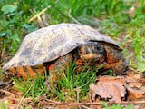 Wood Turtle