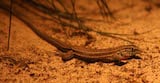 Desert Grassland Whiptail