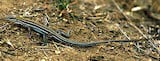 Orangethroat Whiptail