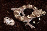 Texas Banded Gecko