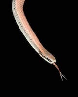 Sharptail Snake