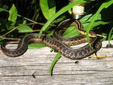 Common Garter Snake