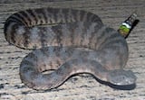 Tiger Rattlesnake