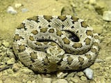 Baja California Rattlesnake