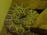 Mojave Rattlesnake