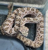 Hopi Rattlesnake