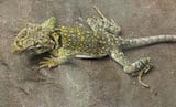 Collared Lizard