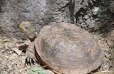 Desert Box Turtle