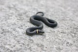 Northern Ringneck Snake