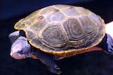 Diamondback Terrapin