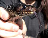 Texas Indigo Snake