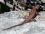 Eastern Fence Lizard