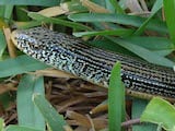 Eastern Glass Lizard